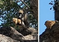 მაიმუნმა ლომებს ბოკვერი მოპარა (+ვიდეო)