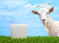 რატომ სჯობს თხის რძე ძროხისას?