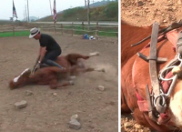 ცხენს იმდენად არ უნდოდა მუშაობა, რომ პატრონის დანახვისას თავი მოიმკვდარუნა (სახალისო ვიდეო)
