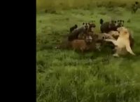 ლომების პრაიდმა თავისი მოძმე აფთრების ხროვისგან გადაარჩინა (ემოციური ვიდეო)