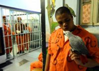 ციხე, სადაც თუთიყუშებს უვლიან