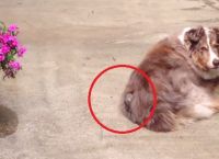ფრინველი ძაღლს ბეწვს აცლის, რათა ბუდე გააკეთოს (+ვიდეო)