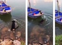 ძაღლი წყალში გადახტა, რათა შეშინებული ლეკვი სამშვიდობოს გამოეყვანა (ემოციური ვიდეო)