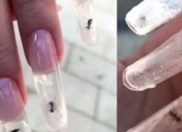 სასტიკი თუ კრეატიული იდეა: მანიკურის სპეციალისტებმა ფრჩხილებში ცოცხალი ჭიანჭველები მოათავსეს (+ვიდეო)
