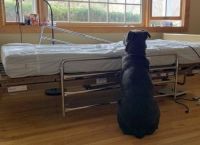 ერთგული ძაღლი პატრონს საავადმყოფოს საწოლთან ელოდა, ცხოველი ვერ ხვდებოდა, რომ ის არასოდეს დაბრუნდებოდა