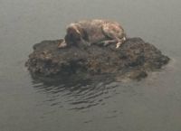 კატასტროფის სიმბოლო: ბერძნების ოჯახმა დაიბრუნა ძაღლი, რომელიც ხანძრის გამო, რამდენიმე დღე წყალში ცხოვრობდა