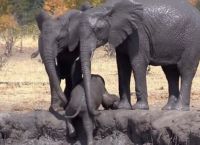 პატარა სპილოს უფროსი მეგობრები ტალახის აუზიდან ამოსვლის დროს ეხმარებიან (+ვიდეო)