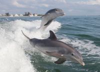 დელფინებისთვის ადამიანებთან ურთიერთობა საშიშია