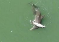 დელფინი ვერ ეგუება შვილის სიკვდილს (ემოციური ვიდეო)
