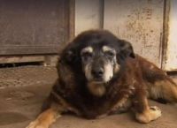 მსოფლიოში ყველაზე ხანდაზმული ძაღლი მოკვდა