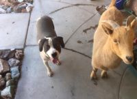 განუყრელი მეგობრები - თხა და ძაღლი ფერმიდან ლოს-ანჯელესის ქუჩებში გაიქცნენ