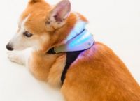 იაპონიაში შექმნეს მოწყობილობა, რომელიც ძაღლის სურვილებსა და განწყობას გადმოსცემს