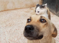 სირიაში მცხოვრებმა უპატრონო ძაღლმა ლეკვების დაკარგვის შემდეგ, ერთი ციდა კნუტი იშვილა