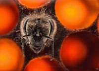 ფოტოგრაფ ანანდ ვარმას მიერ გადაღებული ფუტკრების დაბადების საოცარი კადრები  (+ვიდეო)