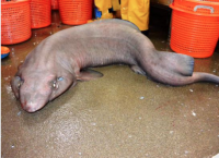 იშვიათი სახეობის ზვიგენი, ბიოლოგებმა 10 წლის შემდეგ კვლავ აღმოაჩინეს