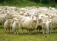 უფლისციხის მოსახლეობა სოფელში დაავადებული ცხვრის შეყვანას აპროტესტებს
