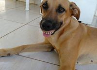 ძაღლმა ეზოში კბილის პროთეზი იპოვა, პატრონი თავიდან ვერ ხვდებოდა, რა სჭირდა ცხოველს