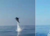 დედა დელფინი მადლიერებას გამოხატავს იმ მეთევზეების მიმართ, რომლებმაც მისი შვილი გადაარჩინეს (ემოციური ვიდეო)