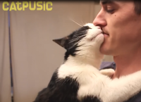 უსაყვარლესი კატა, რომელსაც ძალიან უყვარს კოცნა და ჩახუტება (სახალისო ვიდეო)