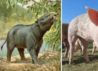 როგორ გამოიყურებოდნენ ცხოველები საუკუნეების წინ?