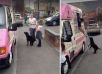 ზრდილობიანი ძაღლი ნაყინის მანქანასთან თავის რიგს ელოდება (+ვიდეო)