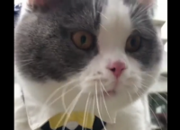 უკმაყოფილო კატამ პატრონს ყველაფერი უთხრა, რასაც ფიქრობდა (სახალისო ვიდეო)