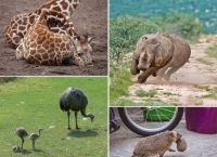  ზოგიერთი ცხოველის შესახებ 13 უცნობი ფაქტი, რომლების შესაძლოა, პირველად გაიგოთ