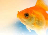 სპეციალისტები: თევზები ტკივილს ისევე გრძნობენ, როგორც ადამიანები