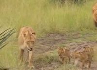 ხვადი ლომი შვილებს ღმუილს ასწავლის (+ვიდეო)
