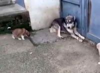 ”ნუ დაჰყვირი ჩემს შვილებს!” - დედა ძაღლმა თავისი ლეკვები მამისგან დაიცვა… (+ვიდეო)