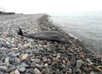 ზღვამ განმუხური-სარფის მონაკვეთზე დელფინები გამორიყა