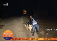 უზარმაზარი ღორი პირდაპირ ეთერში ჟურნალისტს თავს დაესხა (სახალისო ვიდეო)