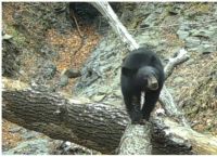 ნაციონალურ პარკში დათვმა სათვალთვალო კამერა გაასწორა, ხოლო შემდეგ ობიექტივის წინ ამაყად გაიარა (+ვიდეო)