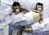 ჩინელმა მეცინერებმა პირველად შექმნეს მაიმუნის ორი კლონი და მათ ”დიადი ჩინელი ერი” უწოდეს (+ვიდეო)