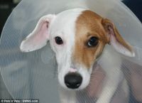 ბრიტანელმა ქირურგებმა ჰერმაფროდიტ ძაღლს ოპერაცია გაუკეთეს