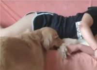 ეჭვიანი ძაღლის სასაცილო რეაქცია, როდესაც პატრონთან ჩახუტებული ლეკვი დაინახა (სახალისო ვიდეო)