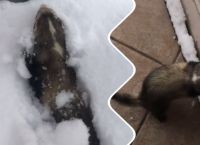 თრითინას რეაქცია, რომელმაც თოვლი პირველად იხილა (სახალისო ვიდეო)