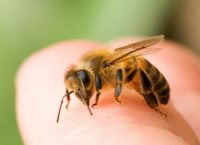 ფუტკრის რამდენი ნაკბენია ადამიანისთვის სასიკვდილო?