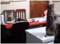 კატა პატრონს ჭურჭლის რეცხვას ასწავლის (სახალისო ვიდეო)