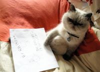 წერილი ჩემს კატას