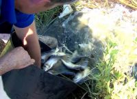 მდინარე ჭურიაში სქელშუბლას თევზის სახეობის 2000 ცალი ლიფსიტა გაუშვეს
