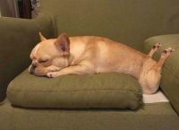 ძაღლები, რომლებსაც სასაცილო პოზებში სძინავთ (სახალისო ფოტოები)