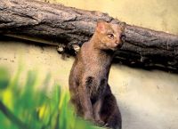 იაგუარუნდი - იშვიათი ცხოველის სახეობა, რომელსაც გადაშენება ემუქრება