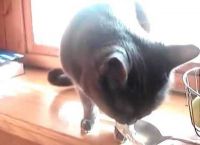 ამ კატას იმდენად უყვარს არაჟანი, რომ ჭამის დროს სასწაულ ხმებს გამოსცემს (სახალისო ვიდეო)
