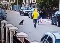 ვიდეოკამერამ დააფიქსირა, თუ როგორ გადაარჩინა უსახლკარო ძაღლმა ქალი მძარცველისგან (+ვიდეო)