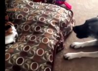 კატები vs ძაღლები - მარადიული ბრძოლა (+ვიდეო)