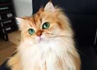 გაიცანით სმუზი - ყველაზე ფოტოგენური კატა მსოფლიოში (+ფოტო)