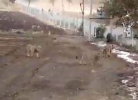რა მოხდა, როცა მშიერი ლომები სოფელში შევიდნენ… (+ვიდეო)