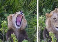 ფოტოგრაფი ლომების გადასაღებად ნაკრძალს ესტუმრა: 