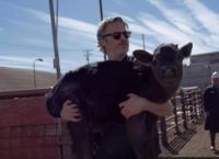 ხოაკინ ფენიქსმა სასაკლაოდან ძროხა და მისი ნაშიერი გადაარჩინა (ემოციური ვიდეო)
